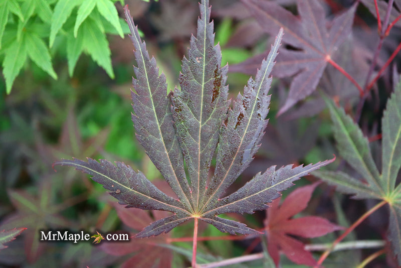 - Acer shirasawanum 'Royalty' Red Full Moon Japanese Maple - Mr Maple │ Buy Japanese Maple Trees