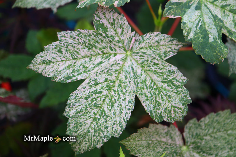 - Acer pseudoplatanus 'Esk Sunset' Rare Variegated Eskimo Sunset Maple - Mr Maple │ Buy Japanese Maple Trees