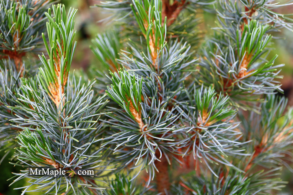 Pinus parviflora 'Blue Lou' Dwarf Japanese White Pine