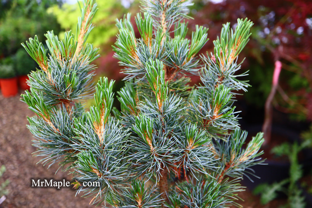 Pinus parviflora 'Blue Lou' Dwarf Japanese White Pine