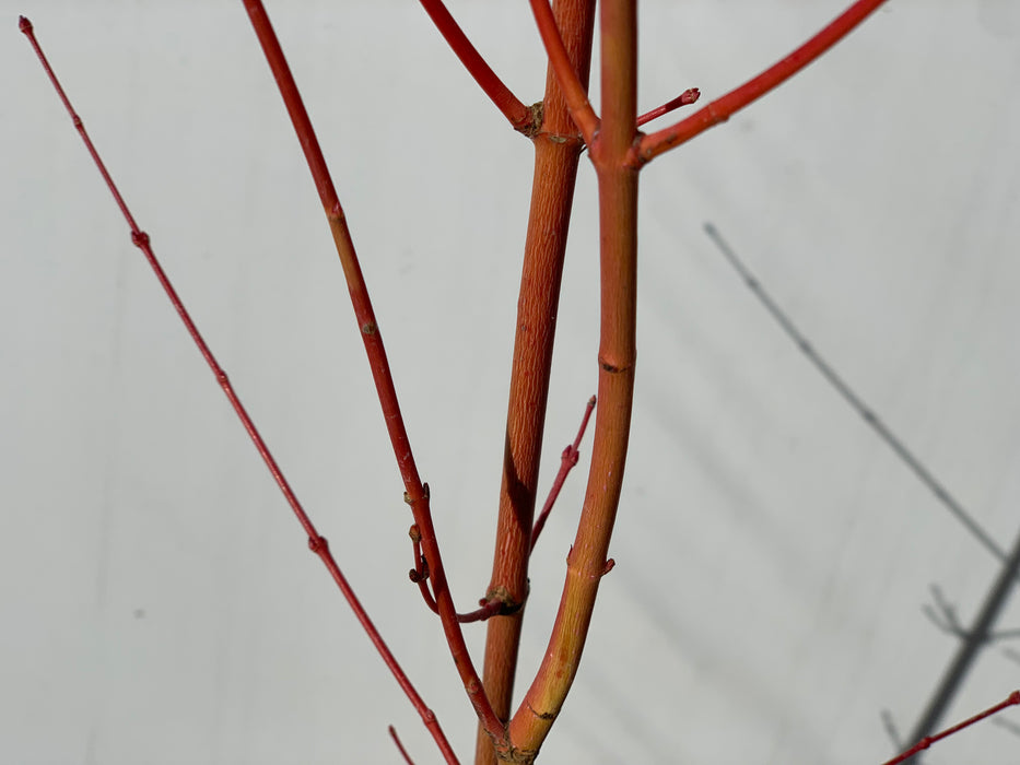 Acer palmatum 'Winter Orange' Orange Coral Bark Japanese Maple