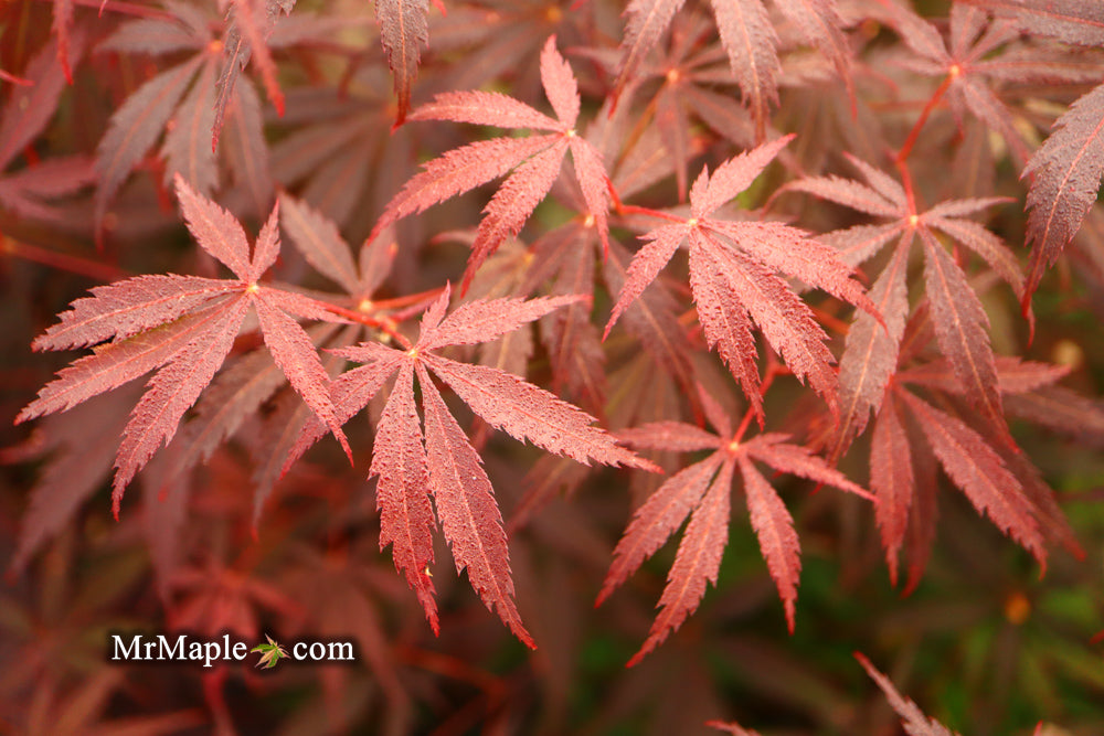 Acer palmatum 'Red Saber' Japanese Maple Tree