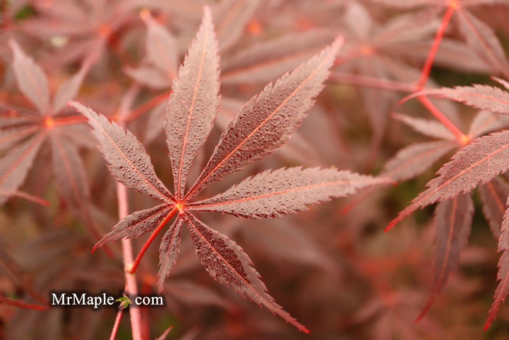 Acer palmatum 'Red Saber' Japanese Maple Tree