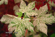 - Acer pseudoplatanus 'Esk Sunset' Rare Variegated Eskimo Sunset Maple - Mr Maple │ Buy Japanese Maple Trees
