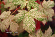 - Acer pseudoplatanus 'Esk Sunset' Rare Variegated Eskimo Sunset Maple - Mr Maple │ Buy Japanese Maple Trees