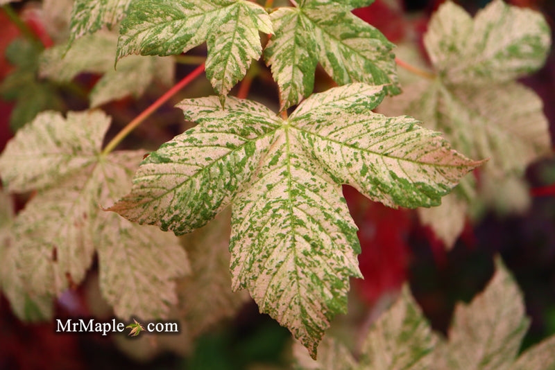 - Acer pseudoplatanus 'Esk Sunset' Rare Variegated Eskimo Sunset Maple - Mr Maple │ Buy Japanese Maple Trees