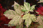 - Acer pseudoplatanus 'Esk Sunset' Rare Variegated Eskimo Sunset Maple - Mr Maple │ Buy Japanese Maple Trees