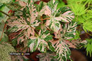 - Acer pseudoplatanus 'Esk Sunset' Rare Variegated Eskimo Sunset Maple - Mr Maple │ Buy Japanese Maple Trees