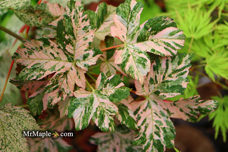 - Acer pseudoplatanus 'Esk Sunset' Rare Variegated Eskimo Sunset Maple - Mr Maple │ Buy Japanese Maple Trees