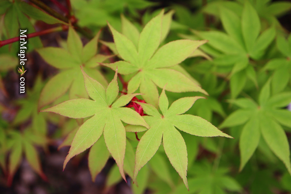 Acer palmatum 'Ichigyoji' Japanese Maple