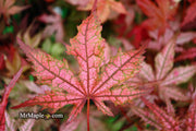 - Acer palmatum 'Celebration' Japanese Maple - Mr Maple │ Buy Japanese Maple Trees