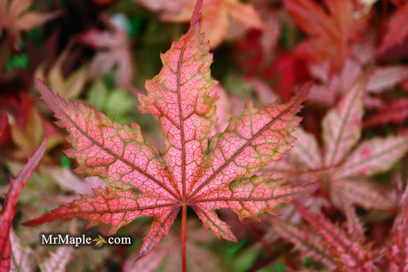 - Acer palmatum 'Celebration' Japanese Maple - Mr Maple │ Buy Japanese Maple Trees