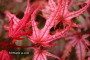 - Acer palmatum 'Celebration' Japanese Maple - Mr Maple │ Buy Japanese Maple Trees