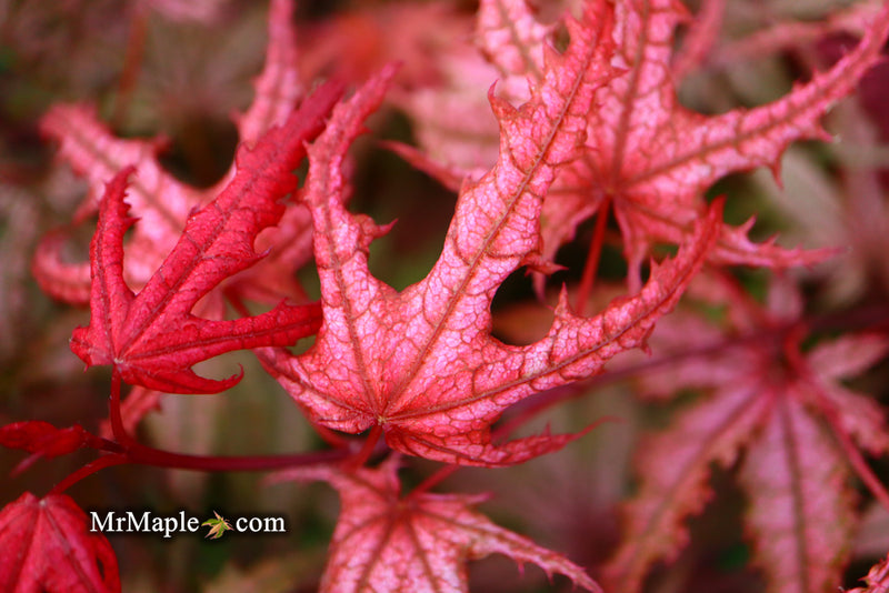 - Acer palmatum 'Celebration' Japanese Maple - Mr Maple │ Buy Japanese Maple Trees