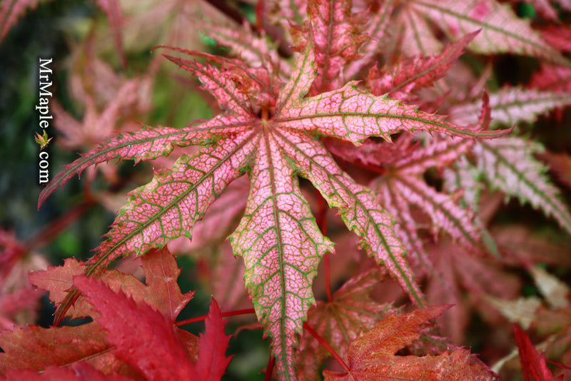 - Acer palmatum 'Celebration' Japanese Maple - Mr Maple │ Buy Japanese Maple Trees