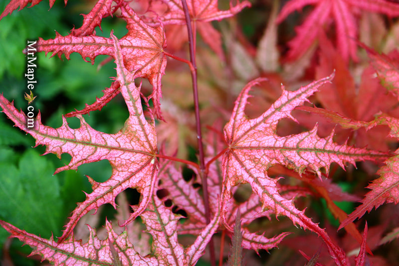 - Acer palmatum 'Celebration' Japanese Maple - Mr Maple │ Buy Japanese Maple Trees