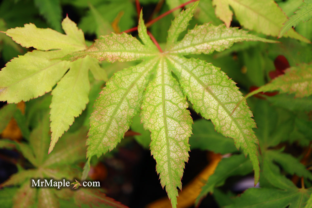 Acer palmatum 'Miss Maple' Japanese Maple