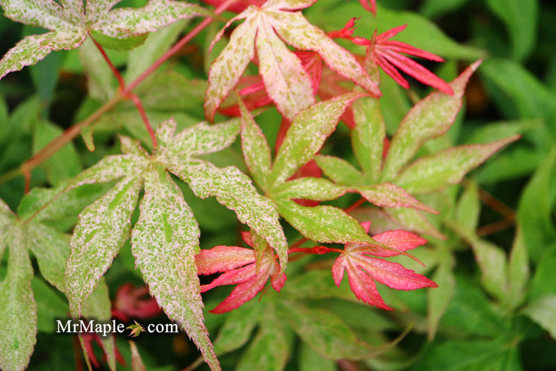 - Acer palmatum 'Ukigumo' Floating Clouds Japanese Maple - Mr Maple │ Buy Japanese Maple Trees