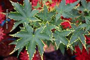 - Acer palmatum 'Sagara nishiki' Japanese Maple - Mr Maple │ Buy Japanese Maple Trees