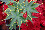 - Acer palmatum 'Sagara nishiki' Japanese Maple - Mr Maple │ Buy Japanese Maple Trees