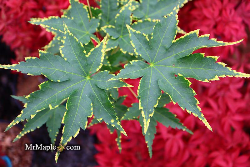 - Acer palmatum 'Sagara nishiki' Japanese Maple - Mr Maple │ Buy Japanese Maple Trees