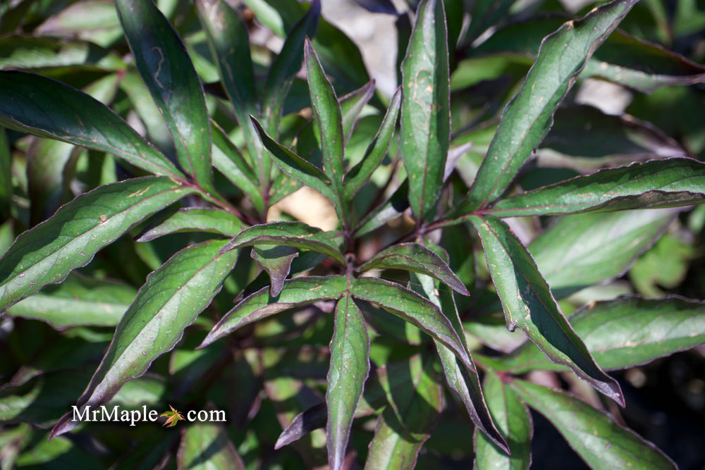 Paeonia lactiflora 'Winnifred Domme' Double Peony