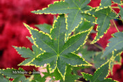 - Acer palmatum 'Sagara nishiki' Japanese Maple - Mr Maple │ Buy Japanese Maple Trees