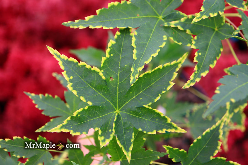 - Acer palmatum 'Sagara nishiki' Japanese Maple - Mr Maple │ Buy Japanese Maple Trees