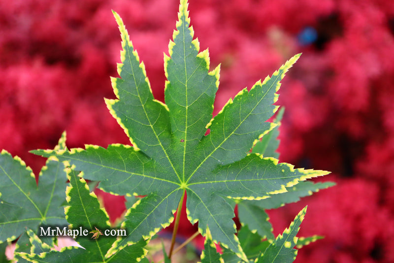 - Acer palmatum 'Sagara nishiki' Japanese Maple - Mr Maple │ Buy Japanese Maple Trees