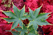 - Acer palmatum 'Sagara nishiki' Japanese Maple - Mr Maple │ Buy Japanese Maple Trees
