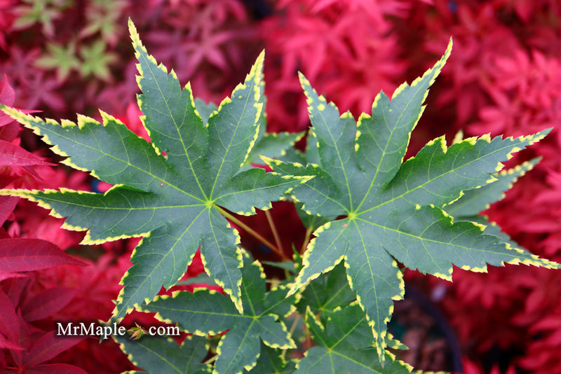 - Acer palmatum 'Sagara nishiki' Japanese Maple - Mr Maple │ Buy Japanese Maple Trees