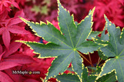 - Acer palmatum 'Sagara nishiki' Japanese Maple - Mr Maple │ Buy Japanese Maple Trees