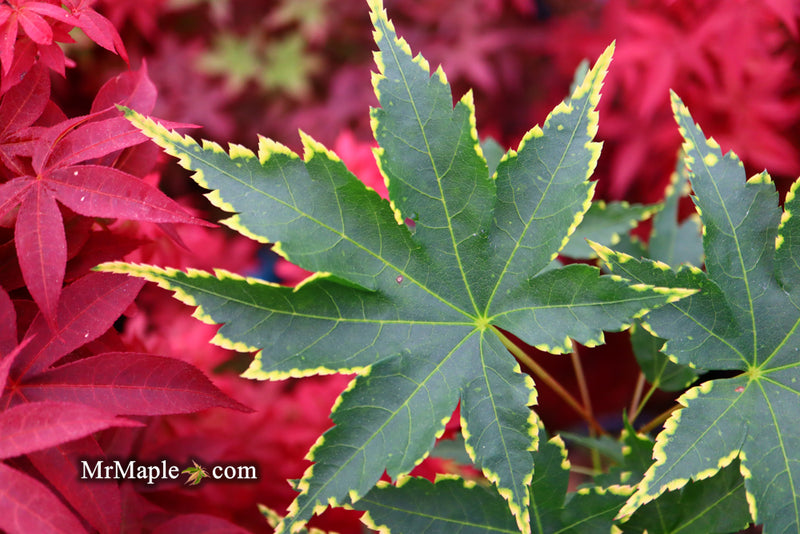 - Acer palmatum 'Sagara nishiki' Japanese Maple - Mr Maple │ Buy Japanese Maple Trees