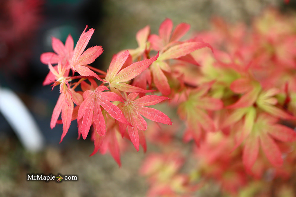 Acer palmatum 'Little Francisco' Dwarf Japanese Maple