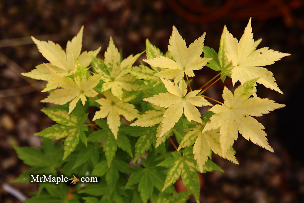 Acer palmatum 'Shiro' Yellow Variegated Japanese Maple