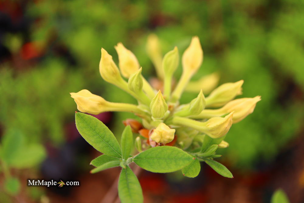 Azalea 'Lemon Ice’ Yellow Flowers Deciduous Azalea