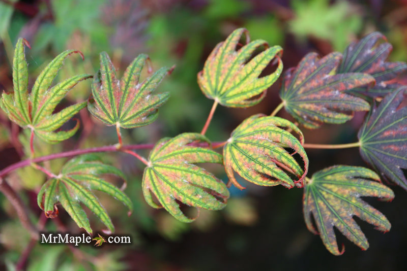 - Acer palmatum x 'Purple Curl' Japanese Maple - Mr Maple │ Buy Japanese Maple Trees