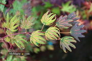 - Acer palmatum x 'Purple Curl' Japanese Maple - Mr Maple │ Buy Japanese Maple Trees
