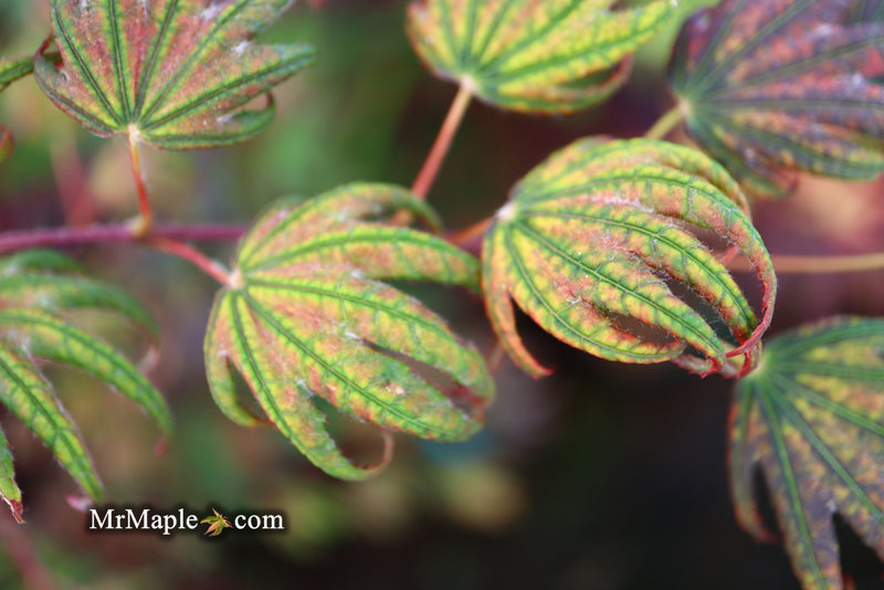 - Acer palmatum x 'Purple Curl' Japanese Maple - Mr Maple │ Buy Japanese Maple Trees