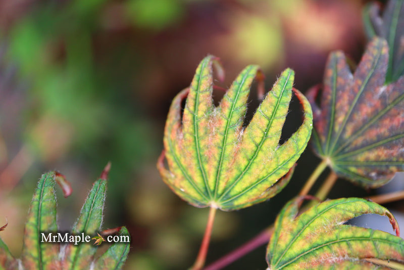 - Acer palmatum x 'Purple Curl' Japanese Maple - Mr Maple │ Buy Japanese Maple Trees
