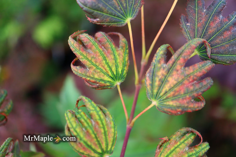 - Acer palmatum x 'Purple Curl' Japanese Maple - Mr Maple │ Buy Japanese Maple Trees