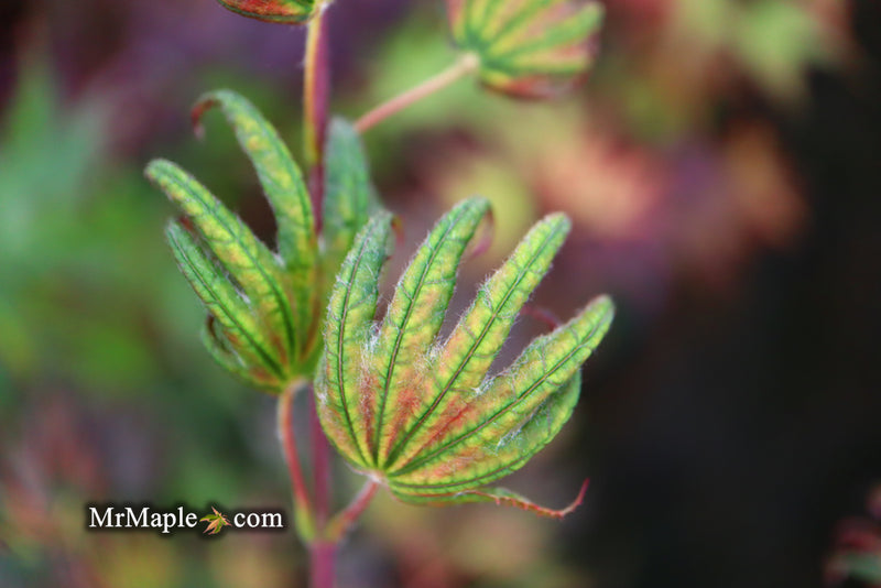 - Acer palmatum x 'Purple Curl' Japanese Maple - Mr Maple │ Buy Japanese Maple Trees