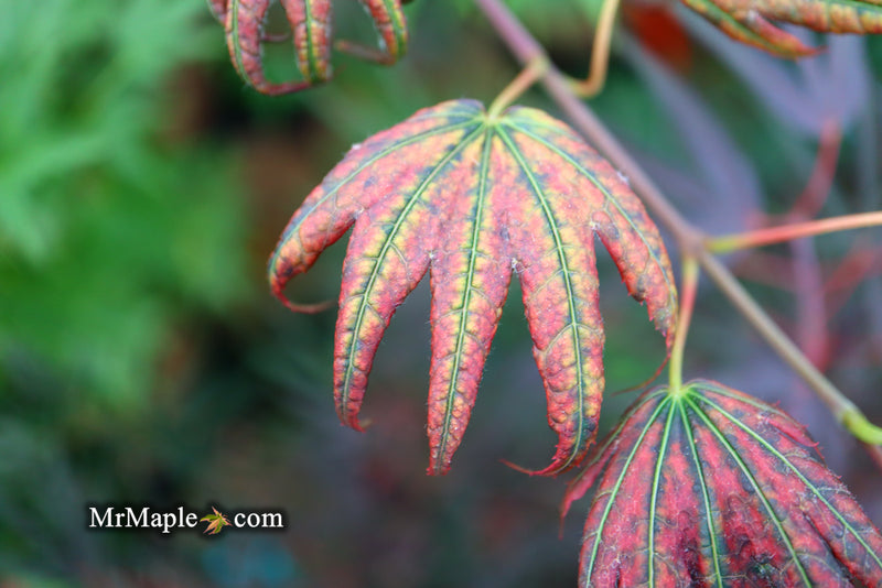 - Acer palmatum x 'Purple Curl' Japanese Maple - Mr Maple │ Buy Japanese Maple Trees