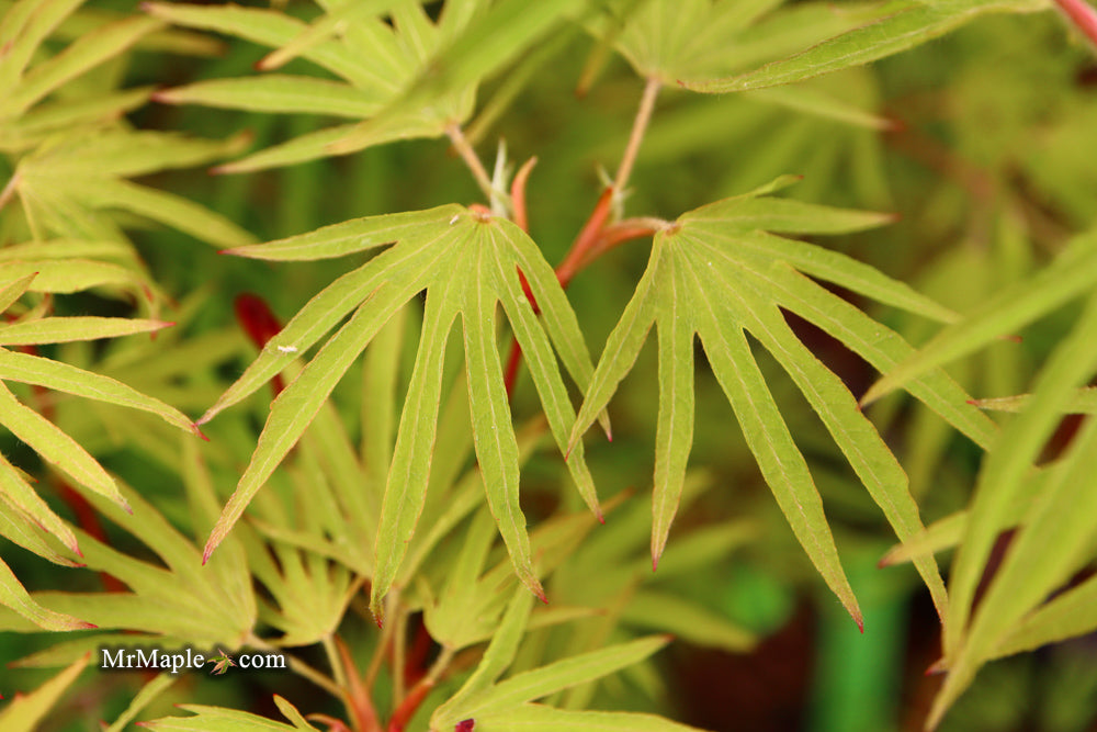 Acer sieboldianum 'Shoryu-no-tsume' Claw of the Dragon Full Moon Japanese Maple