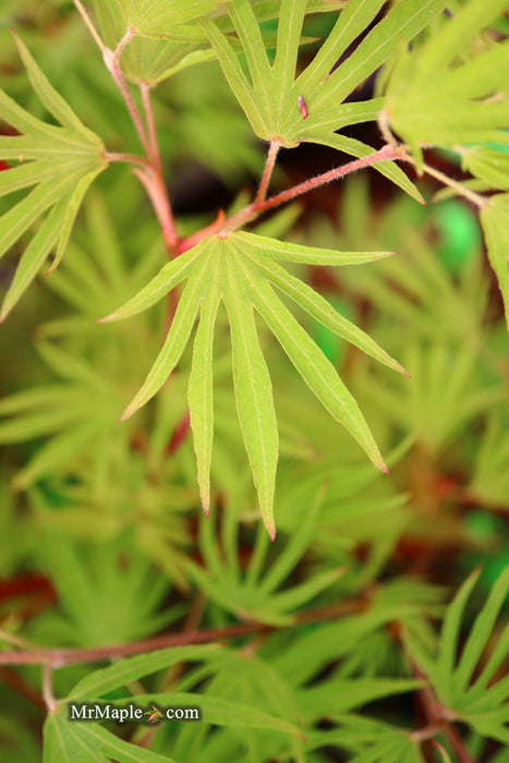 FOR PICKUP ONLY | Acer sieboldianum 'Shoryu-no-tsume' Claw of the Dragon Full Moon Japanese Maple | DOES NOT SHIP