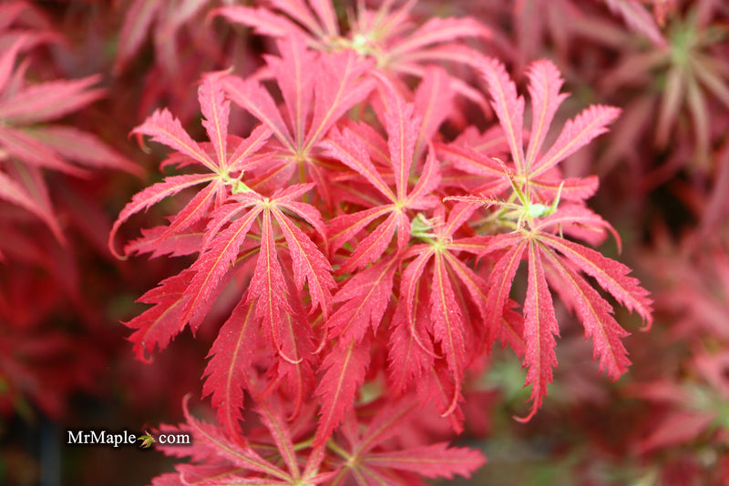 - Acer palmatum 'Orion' Dwarf Red Japanese Maple - Mr Maple │ Buy Japanese Maple Trees