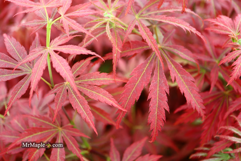 - Acer palmatum 'Orion' Dwarf Red Japanese Maple - Mr Maple │ Buy Japanese Maple Trees