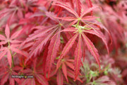 - Acer palmatum 'Orion' Dwarf Red Japanese Maple - Mr Maple │ Buy Japanese Maple Trees