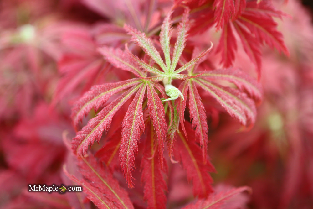 Acer palmatum 'Orion' Dwarf Red Japanese Maple