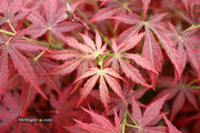 - Acer palmatum 'Orion' Dwarf Red Japanese Maple - Mr Maple │ Buy Japanese Maple Trees